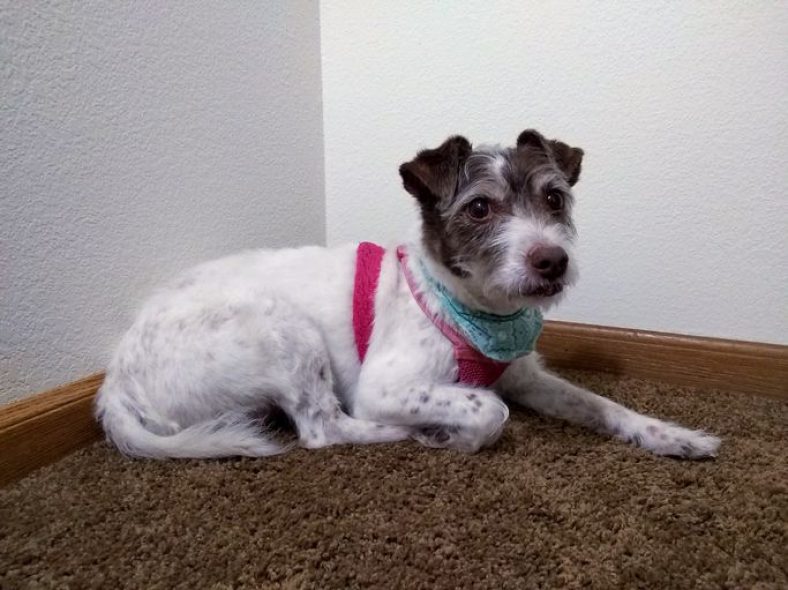 3-3-3 Rule | Phases of a Rescue Dog