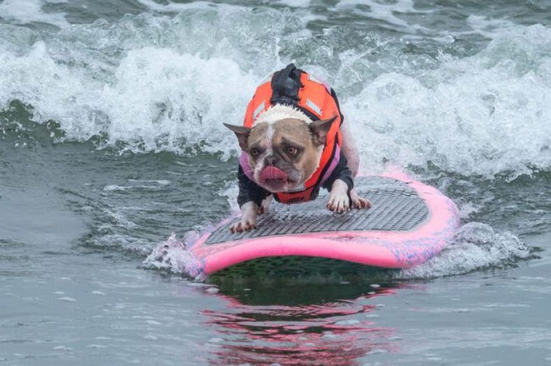 August 2022 Dog Events and Dog Holidays – Dogster