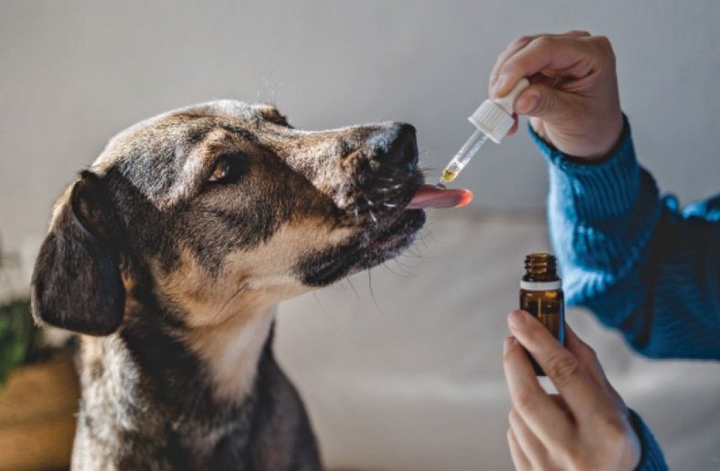 Time for Pain Medication 101 – Dogster