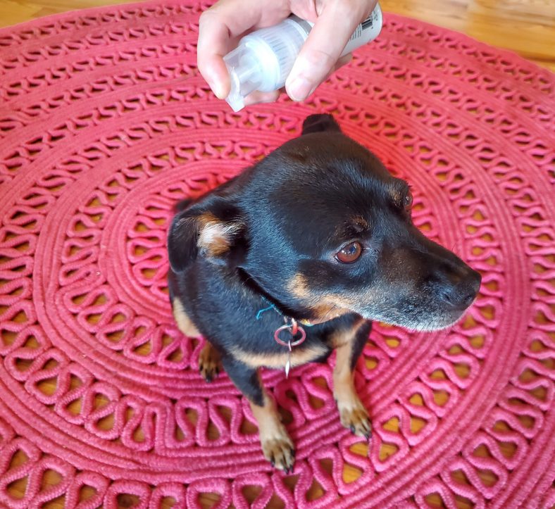 What Is Dry Shampoo for Dogs? – Dogster