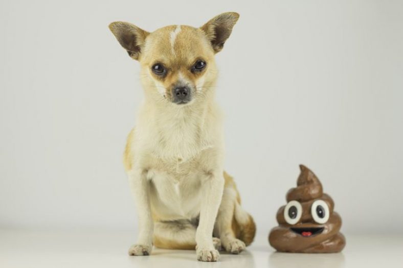 Why Dogs Eat Poop and How to Stop Dogs from Eating Poop – Dogster