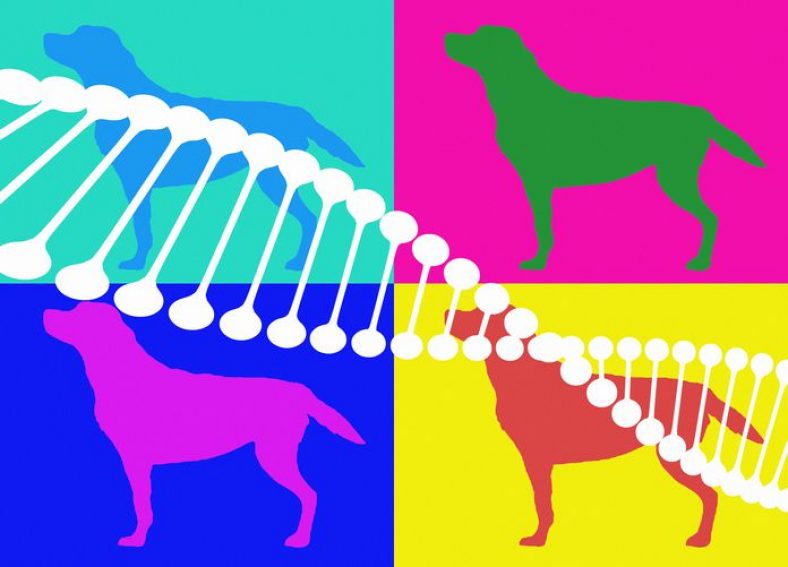 How Accurate is a Dog DNA Test? – Dogster