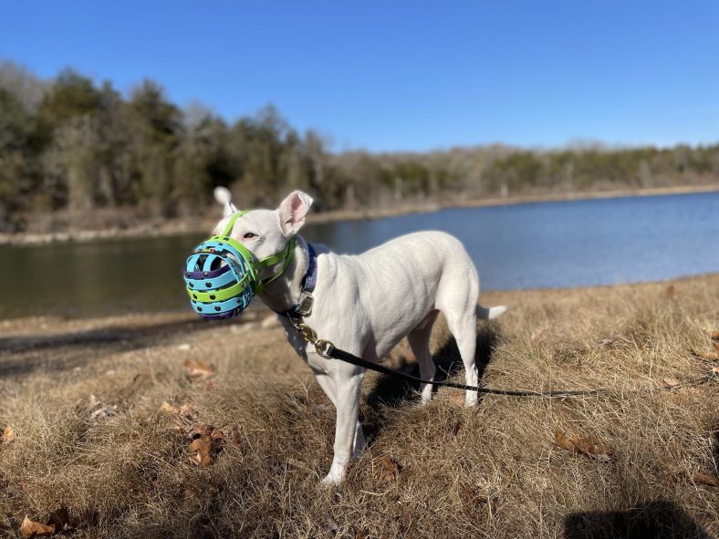 Do You Need a Dog Muzzle