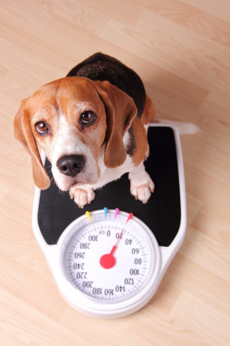 Dog Overweight? What Weight Management Dog Food Should You Choose? – Dogster