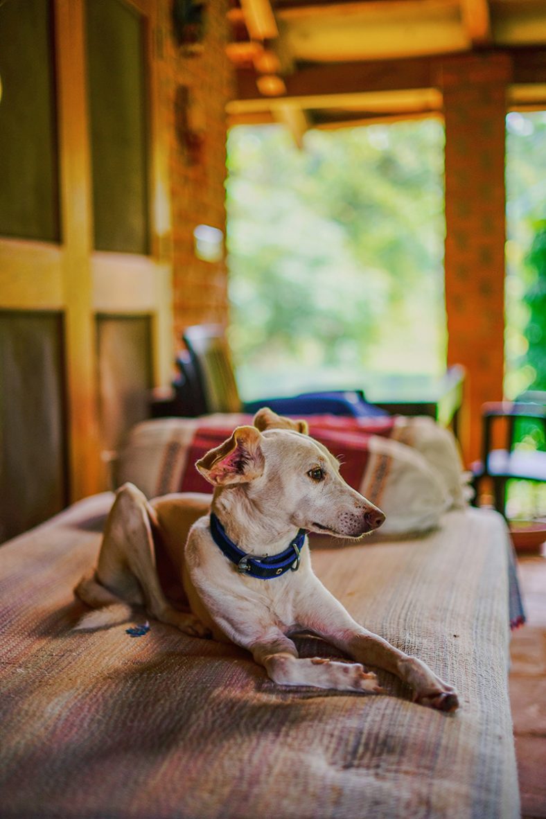 Boutique Homestay | Kanha, Madhya Pradesh