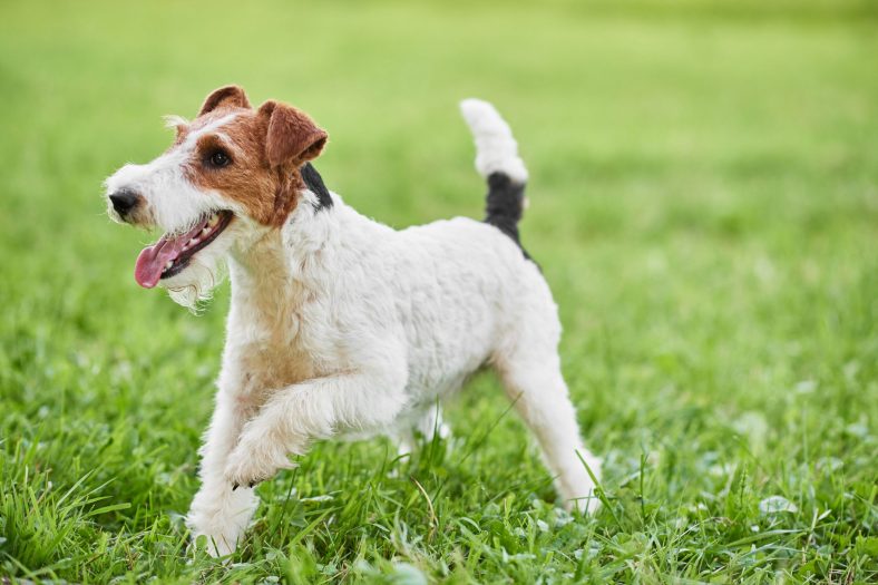 The Eager, Dynamic Wire Fox Terrier – Dogster
