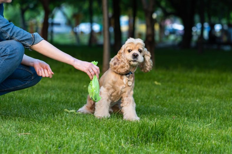 All You Need to Know About Worms in Dog Poop – Dogster