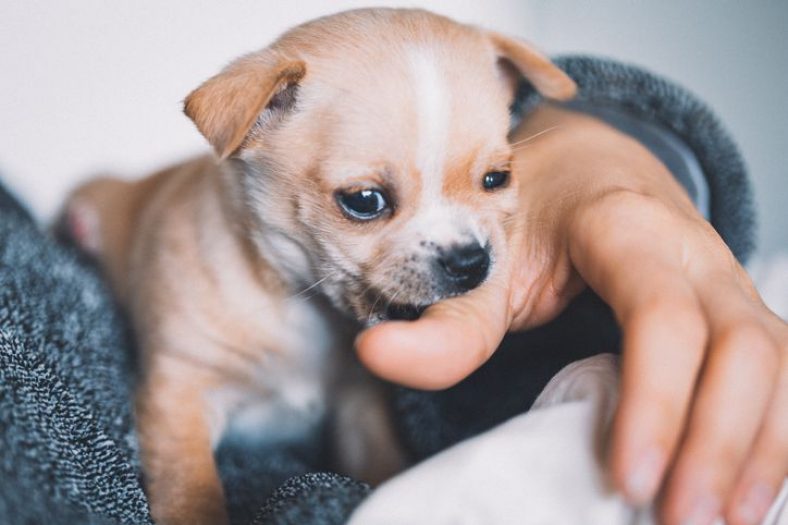 How to Get a Puppy to Stop Biting – Dogster