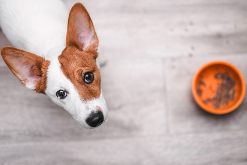 What Can I Give My Dog for Diarrhea? – Dogster