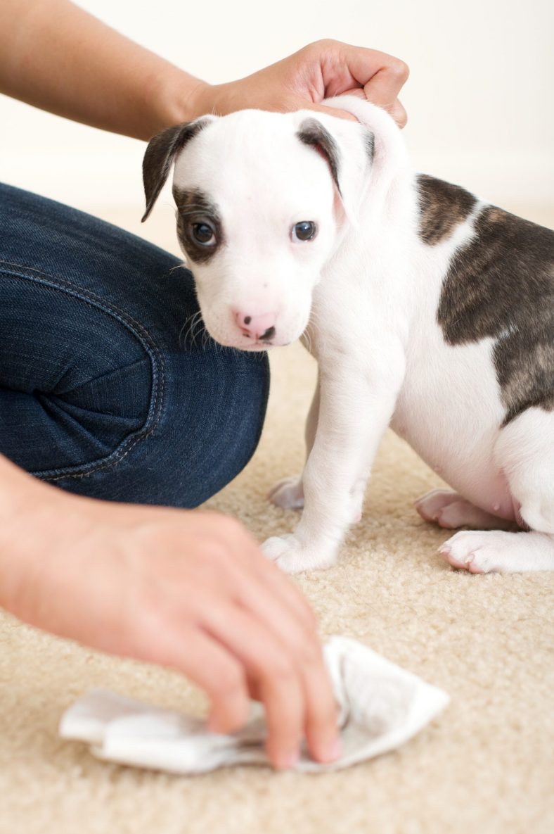 How to Get Dog Pee Out of Your Carpet – Dogster