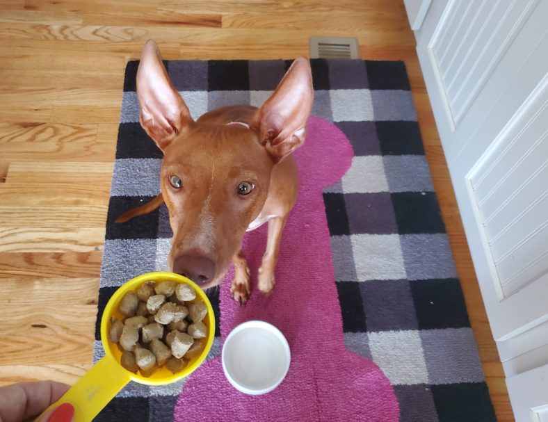 How Much Food to Feed My Dog — Based on Breed and Size – Dogster