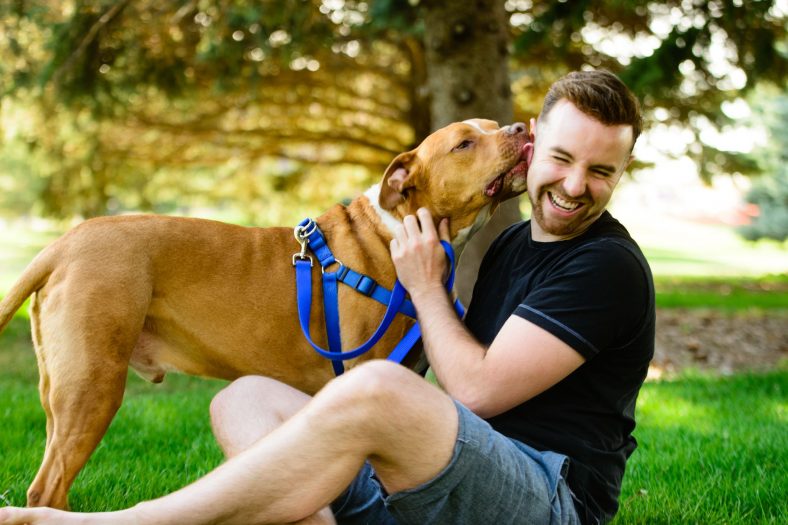 Guide to How to Train a Pit bull and Why It Is So Important – Dogster