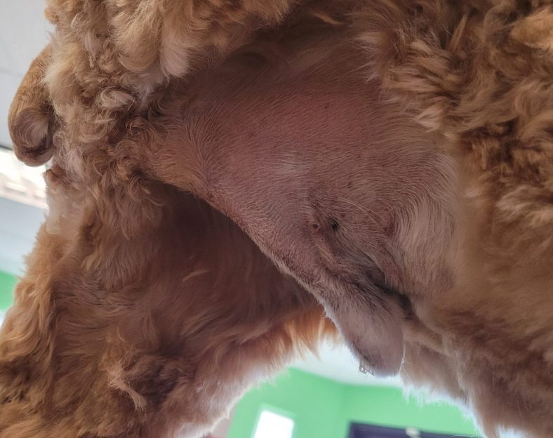 What Is a Dog Sanitary Trim? – Dogster