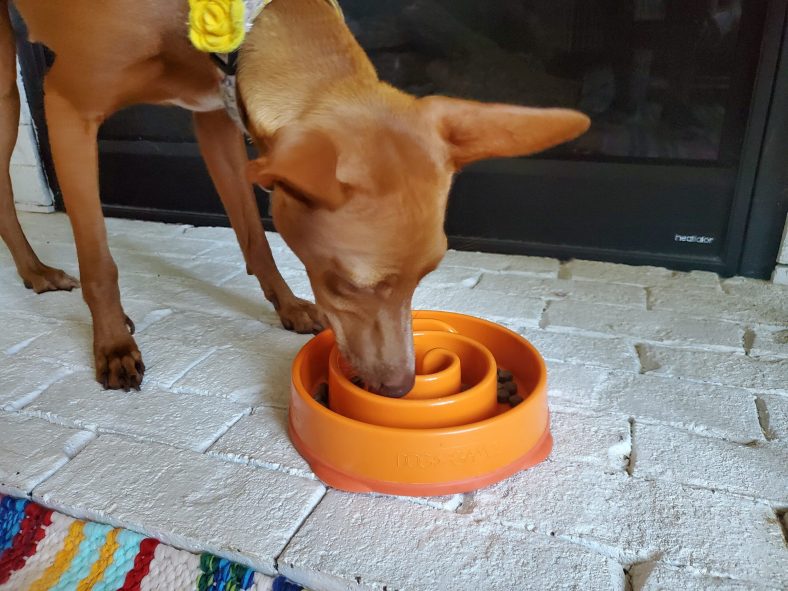 What are Slow Feeder Dog Bowls and How to Use Them – Dogster