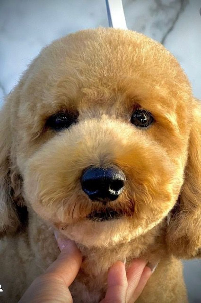 Must Know Goldendoodle Grooming Tips – Dogster