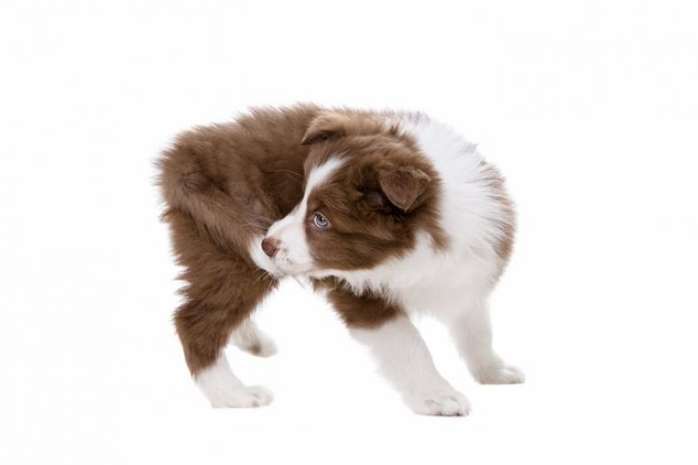 Why Do Dogs Chase Their Tails? – Dogster