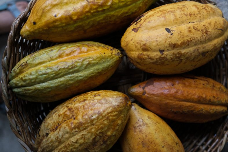 The Chocolatier’s Journey: Chef Sanjana Patel Takes Us From Bean To Bar