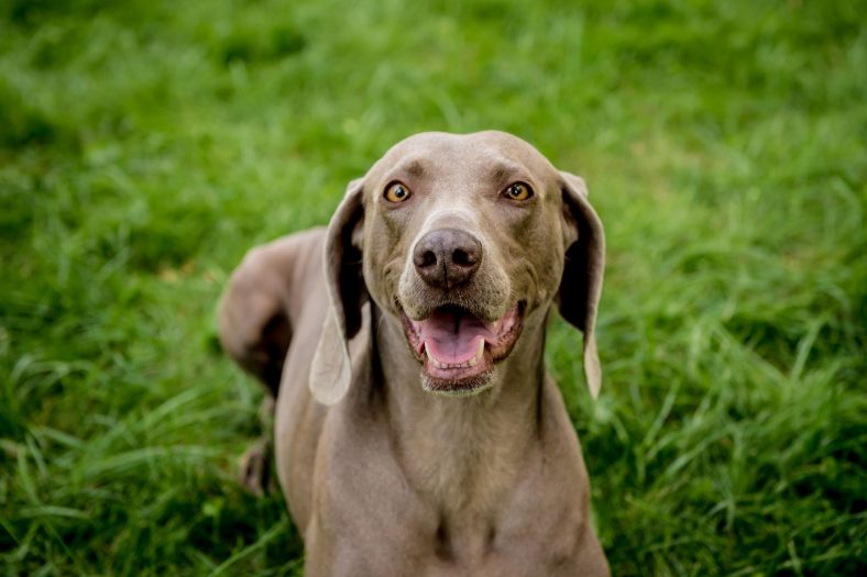 Meet Dogdom’s “Gray Ghost” — the Versatile Weimaraner – Dogster