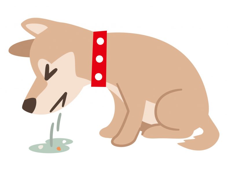 How to Make a Dog Throw Up – Dogster