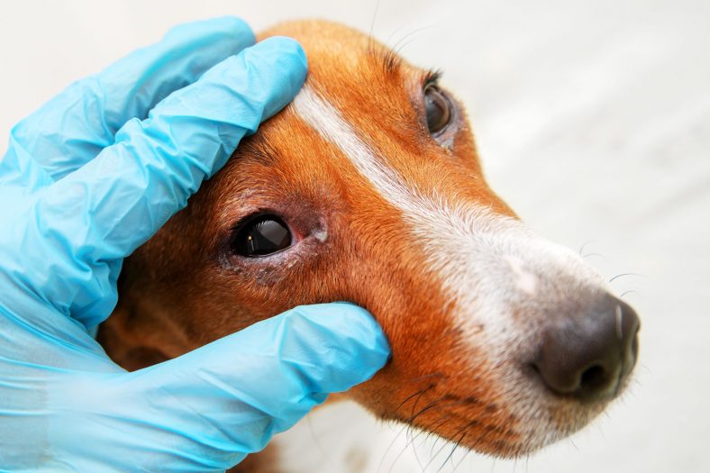 How to Treat a Dog Eye Infection – Dogster