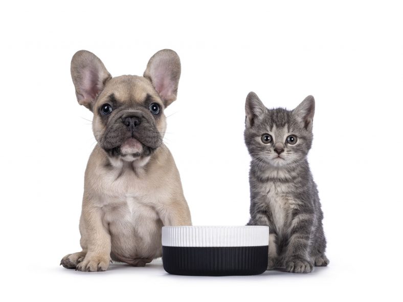 Can Dogs Eat Cat Food? – Dogster