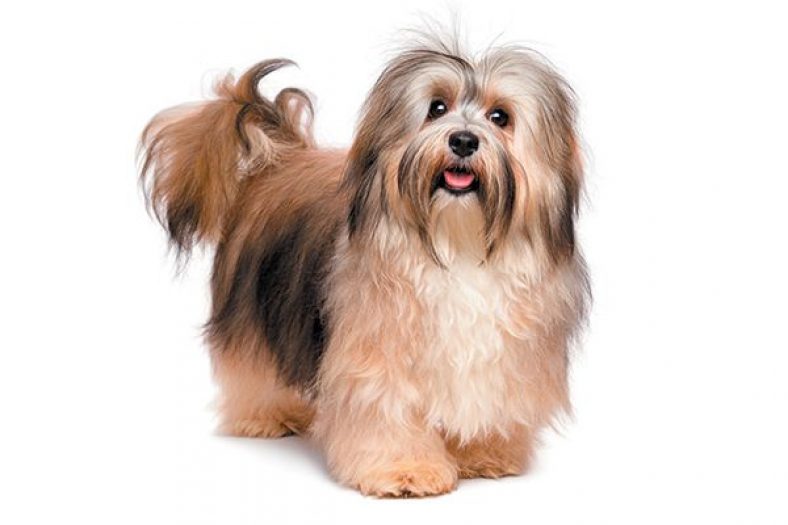 Havanese – Dogster