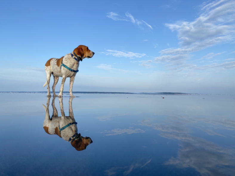 A Laboratory Dog Rescue Story – Dogster