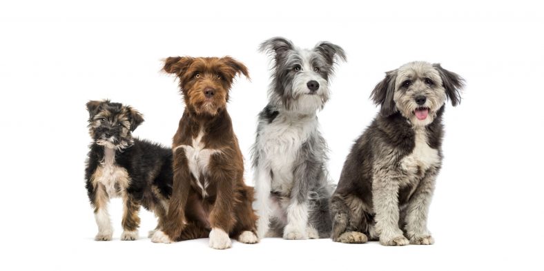 Do Mixed Breeds Live Longer Than Purebred Dogs? – Dogster