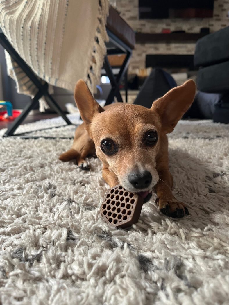 Dog Teeth Cleaning Toys | Dog Teeth Cleaning Treats