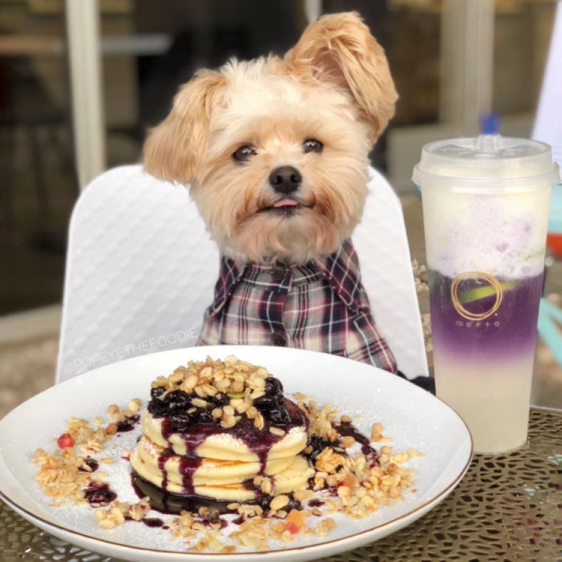Dining and Travel Tips from Dog Influencer Popeye the Foodie Dog – Dogster