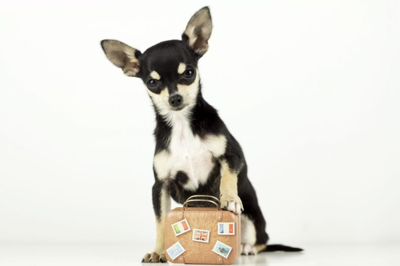 What Are Pet Transportation Services? – Dogster