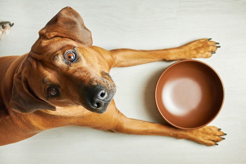 Taurine In Dog Food | Sources of Taurine for Dogs