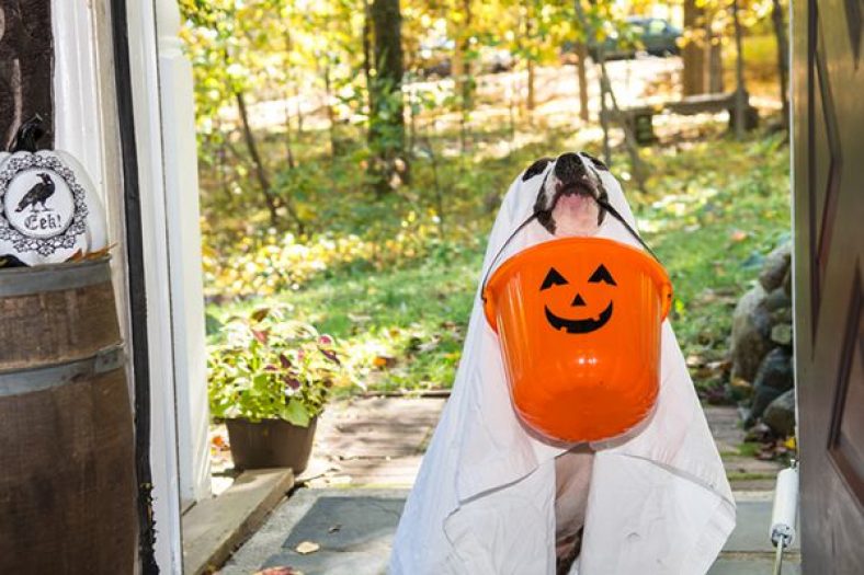 This Just In: Halloween Edition – Dogster
