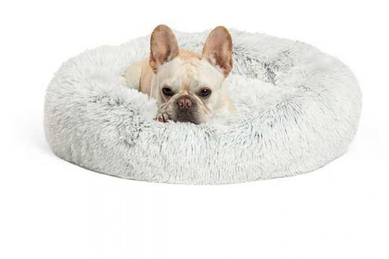 Is a Donut Bed Right for Your Dog? – Dogster
