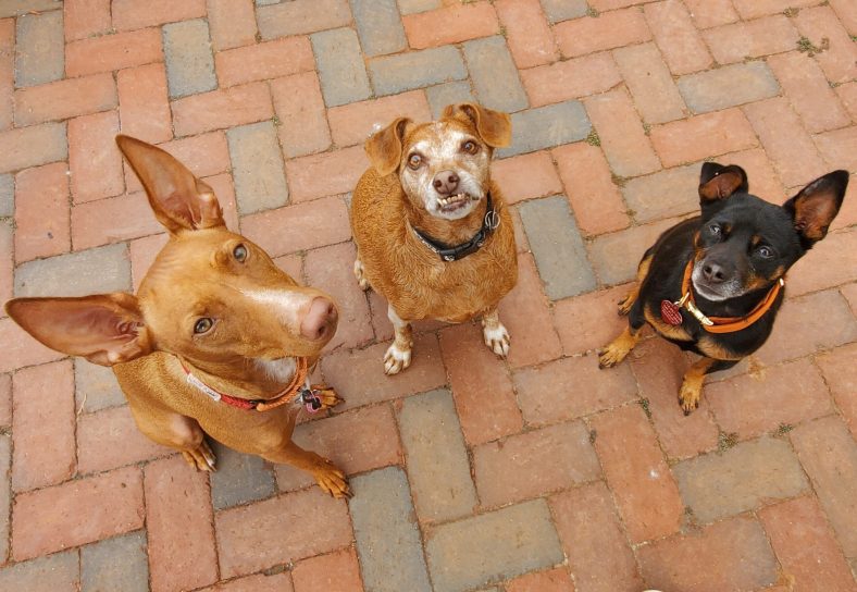 Best Dog Names for 2023 – Dogster