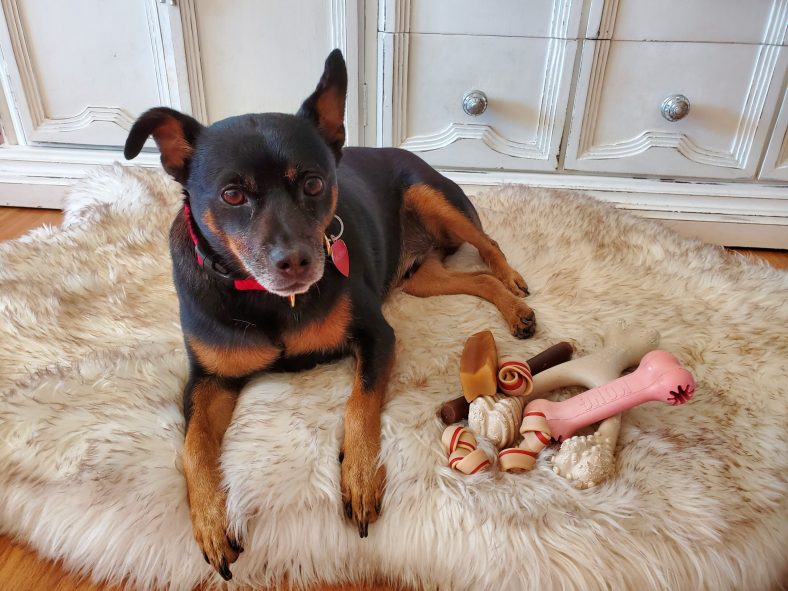 Guide to Today’s Dog Chews – Dogster