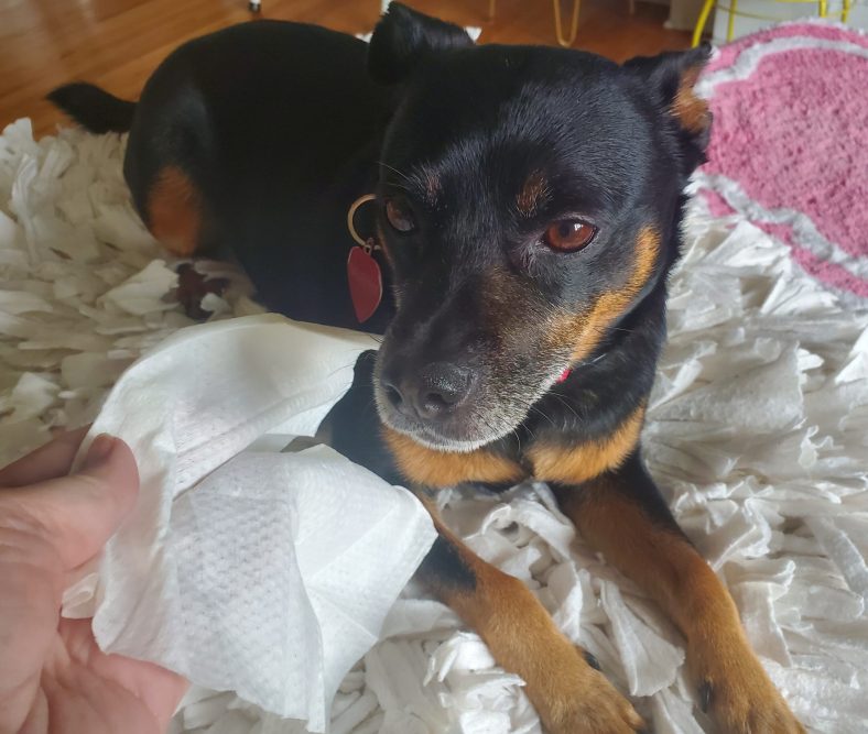 How to Give a Dog a Bath Who Hates One – Dogster