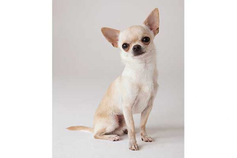 Chihuahua – Dogster