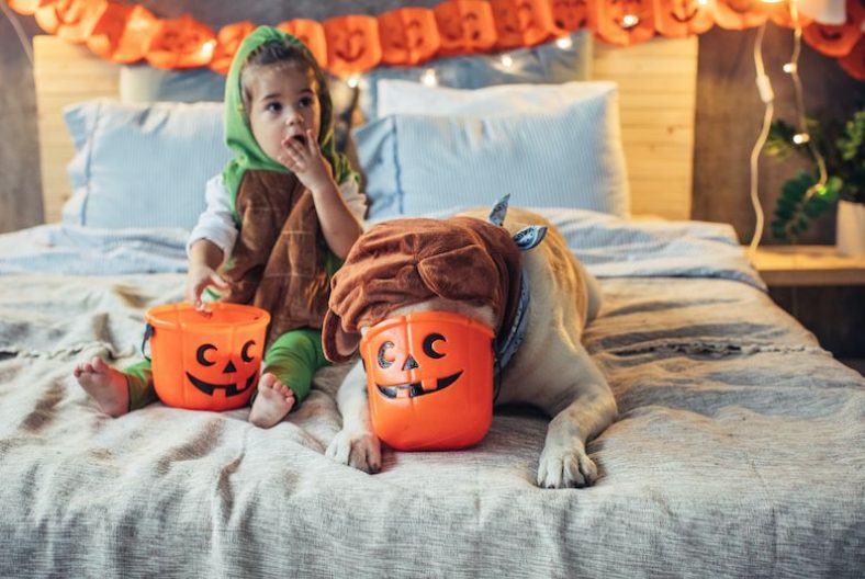 Chocolate Toxicity — Let’s Talk About Dogs and Chocolate