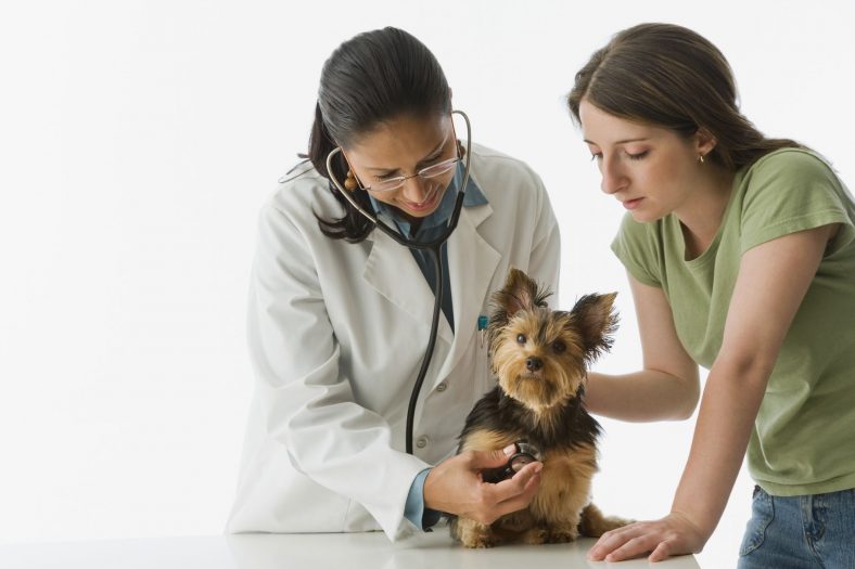 Tackling the Shortage of Veterinarians in America – Dogster
