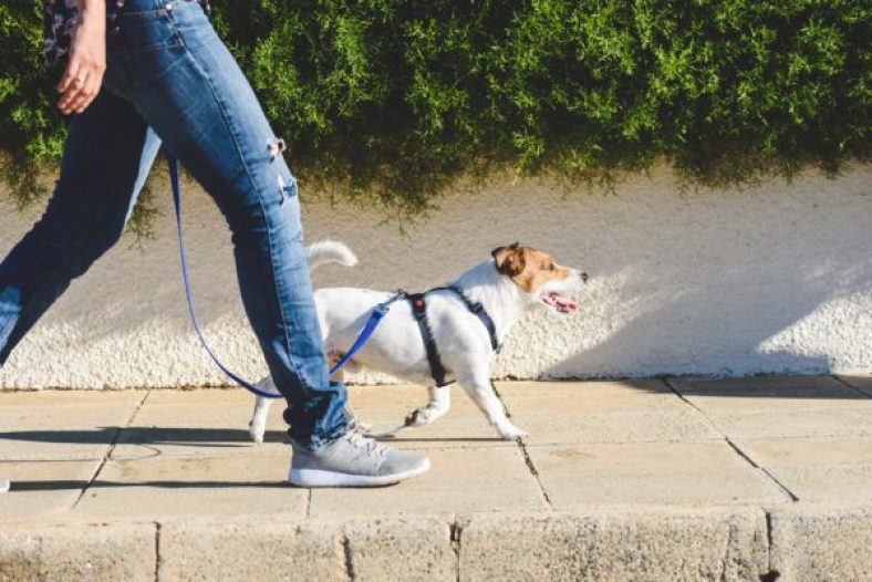 How to Leash Train a Dog – Dogster