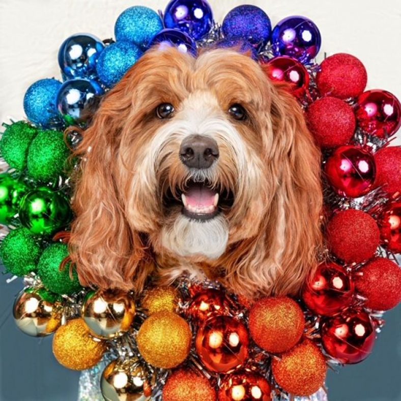 Holiday Dog Costume Queen Amazing Gracie Doodle Shares Her Secrets – Dogster