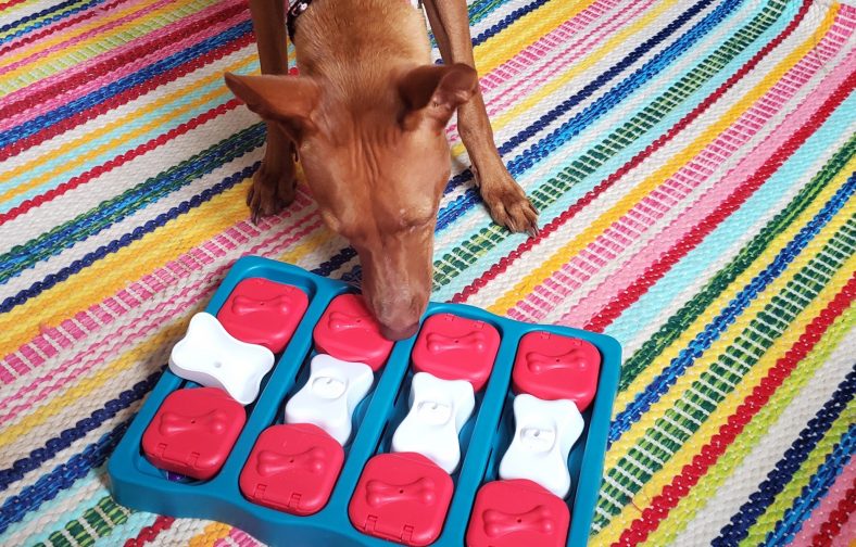 6 Great Dog Puzzle Toys – Dogster