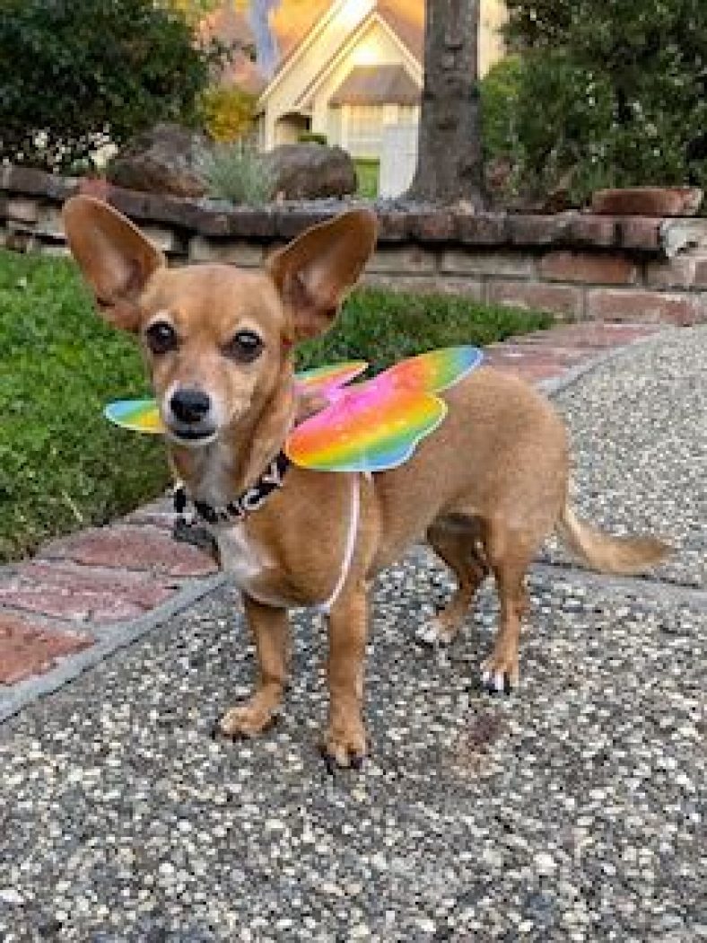 Top Halloween Costumes for Dogs in 2022 – Dogster