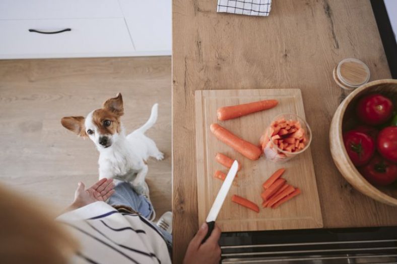 What Foods Are Dangerous for Dogs? – Dogster