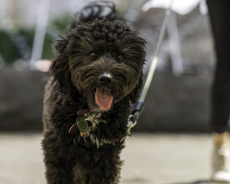 How To Train an Aussiedoodle – Dogster