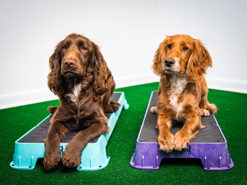 Equipment You’ll Need for a Dog Gym – Dogster