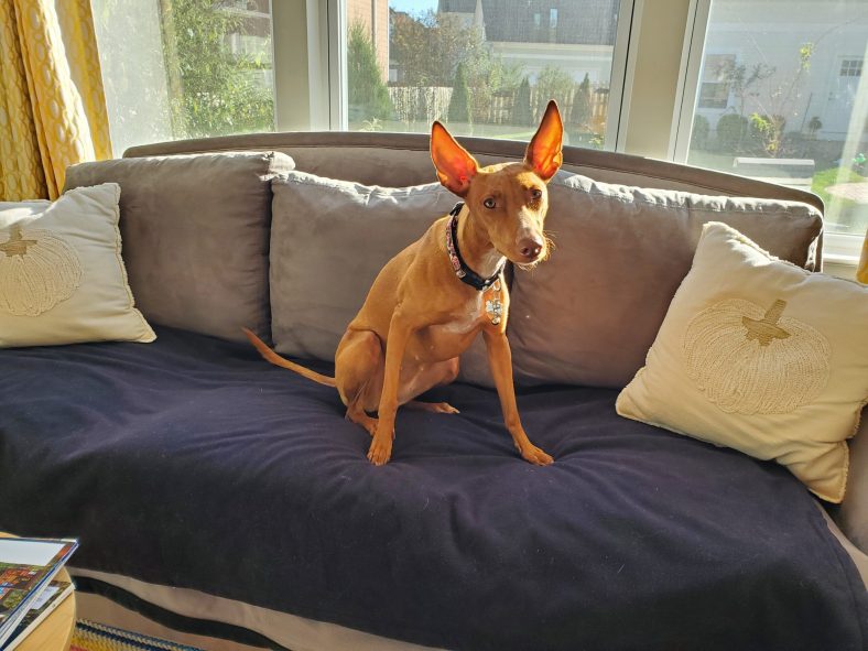 Great Couch Covers for Dogs – Dogster