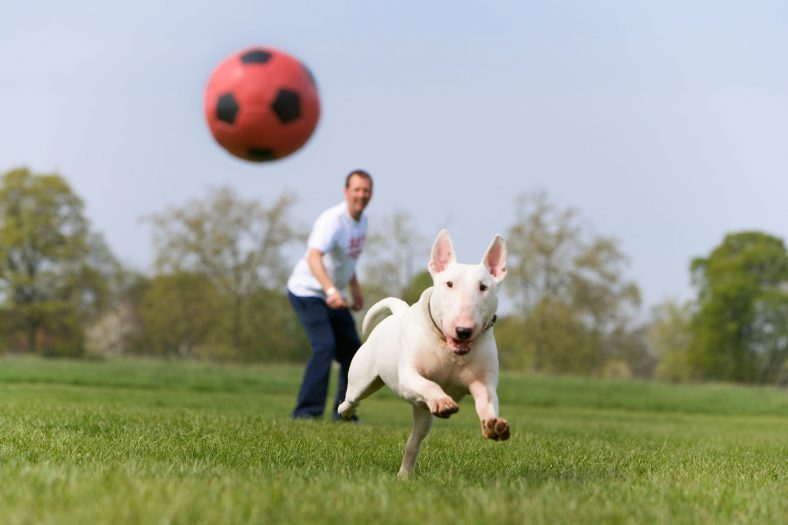 All You Need to Know About Off-Leash Training for Your Dog – Dogster