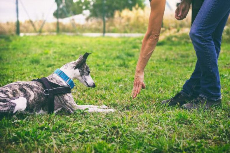 10 Essential Dog-Training Supplies – Dogster